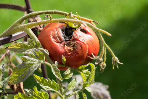 A rotten tomato on a vine.