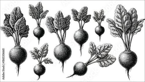 A vintage botanical illustration depicting a collection of fresh beetroots
