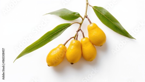 Canistel fruits with bright yellow skin and soft flesh displayed on white background, suitable for educational botanical references