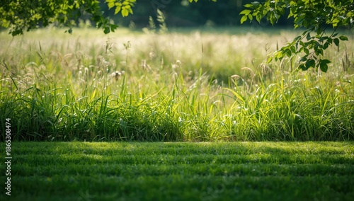 Wallpaper Mural Grass border created by mowing in a natural field with thick grass and shrubbery, summer, landscape, land use Torontodigital.ca