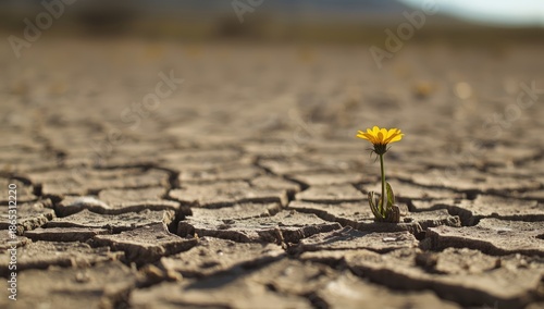 Desert flower thriving in dry conditions, illustrating resilience and plant survival strategies, World Water Day
