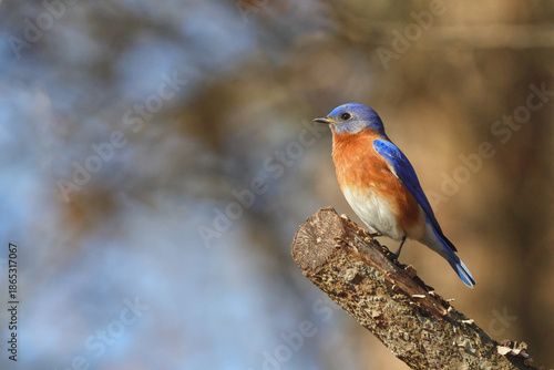 Eastern blue bird perched on rotten limb against blue sky. 