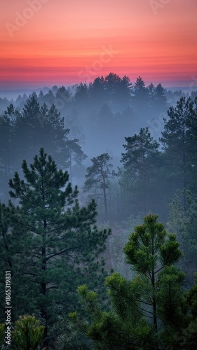Colorful Dawn Sky Above Dense Forest Layers and Fog