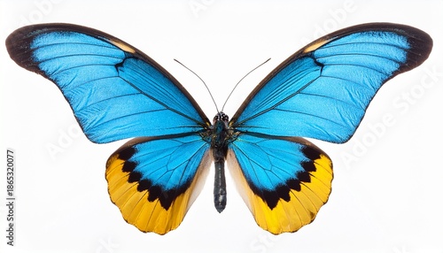 very beautiful light blue yellow butterfly with spread wings isolated on a white background