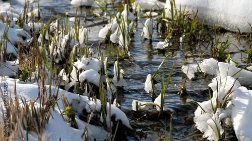 Fresh green grass emerges through a flowing shallow stream. Icy plates and snow cling to the stems, creating a winter-spring mosaic. Sunlight highlights the resilience of new life in the forest.
