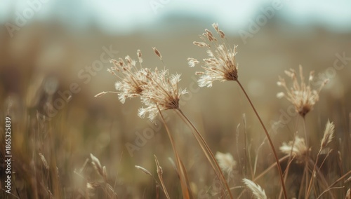Dried grass flowers in the fields, emphasizing plant dormancy and seasonal change