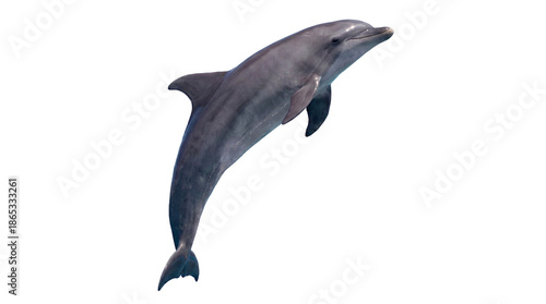 Foto Dolphin Jumping Out of Water