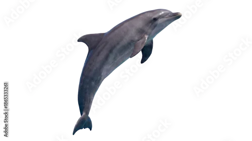 Fototapeta na wymiar Dolphin Jumping Out of Water