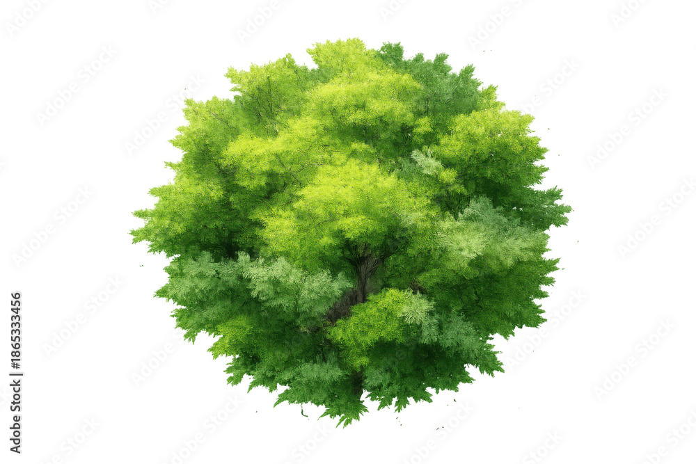 Fototapeta premium Green tree showing rich foliage and verdant leaves from above, providing a natural design element on a transparent background