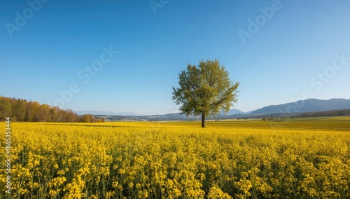 A lone tree amidst a mustar...