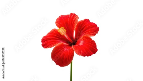 Vivid red hibiscus flower w...