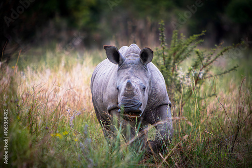 Baby Rhino