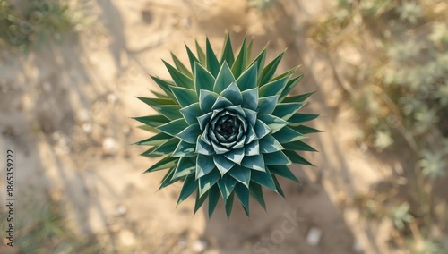Top view of an agave plant ...