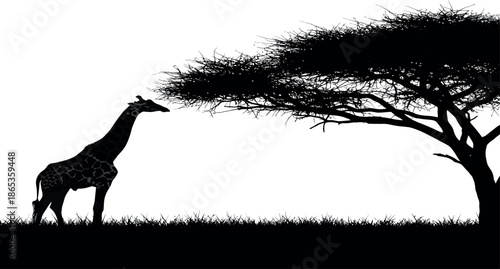 A giraffe standing under a tree in savannah landscape with silhouette