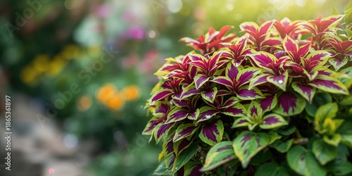 Purple-leafed Tradescantia ...