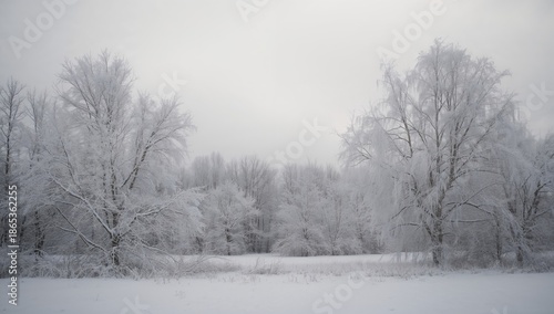 Frozen tree limbs in a snow...