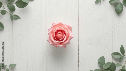Pink rose with delicate pet...