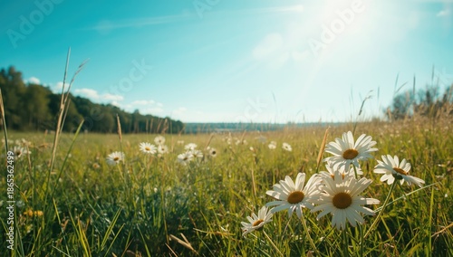 White daisies and sun image...