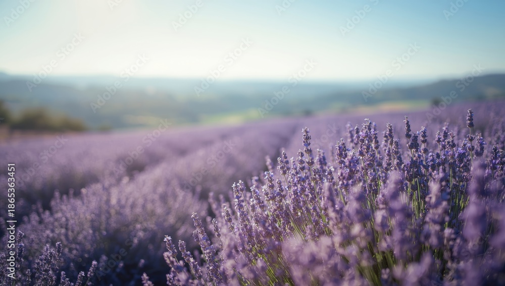 Obraz premium Aromatic lavender blooms across a field, emphasizing natural scent extraction, seasonal floral crop