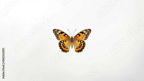 Vivid butterfly with black ...