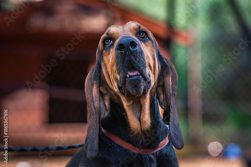Fotografie Bloodhound portrait