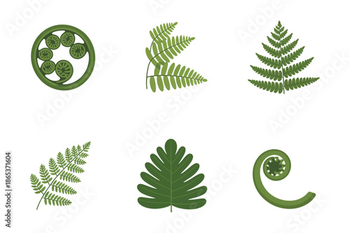 Green Fern Leaves and Fiddlehead Botanical Illustrations