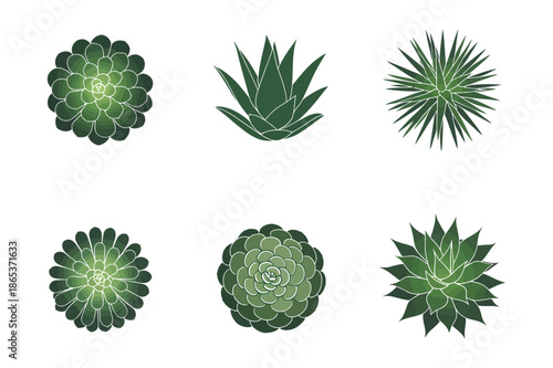 Succulent and Agave Plants Top View Vector Illustrations