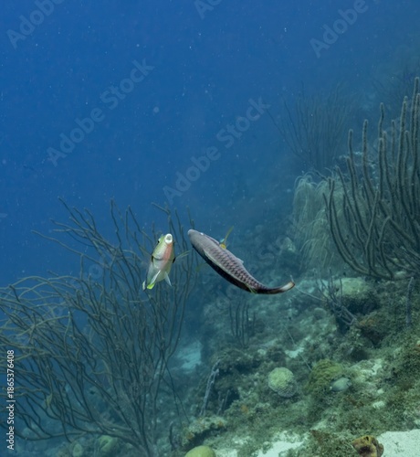 PRINCESS PARROTFISHes (Scarus taeniopterus) dance