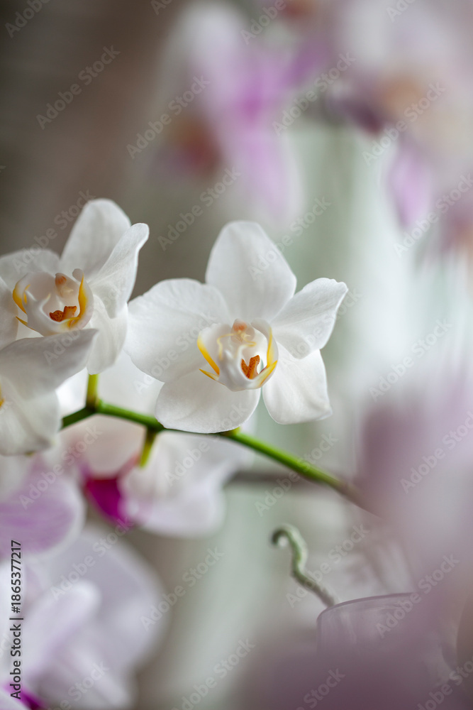 Obraz premium Blossom tender white orchid flowers