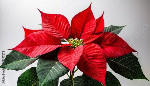 Poinsettia Plant With Red Bracts And Green Leaves Symbolizing Christmas And Winter Holiday Decor On Transparent Background