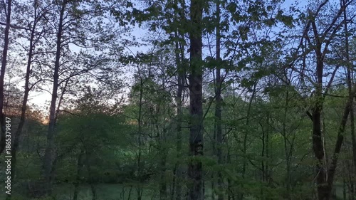 Bird sounds and a sunset through the trees in this rural Georgia forest video clip. Near to McCaysville, GA, in the Blue Ridge Mountains. 