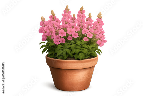 Pink flowering plant in a terracotta pot, blooming with delicate flowers, vibrant green leaves, transparent background