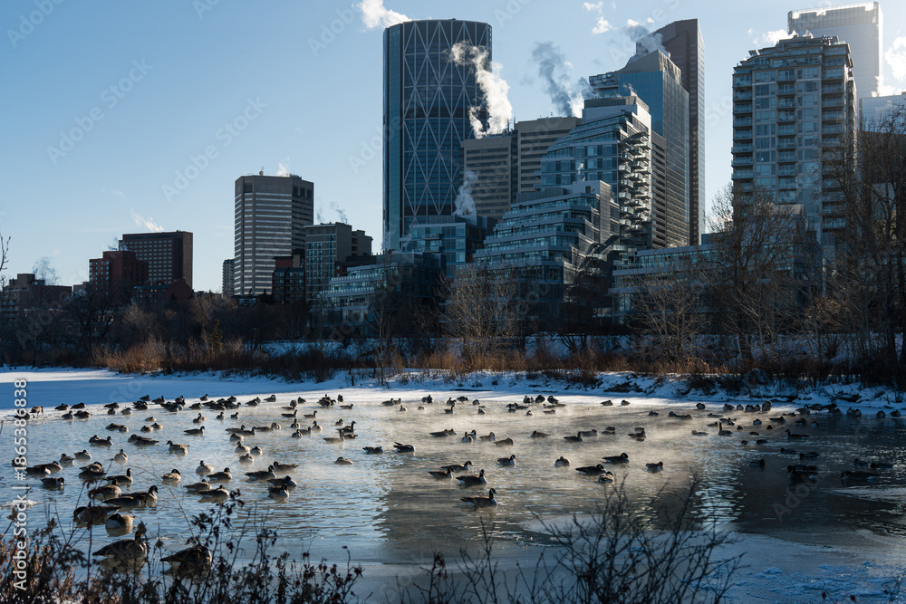 Fototapeta premium A partially frozen body of water with many geese swimming with a city skyline in background.