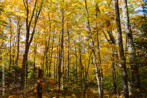 Photos Grafton Notch State Park, Grafton, ME