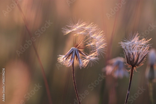 fiore di dente di leone in estate al tramonto