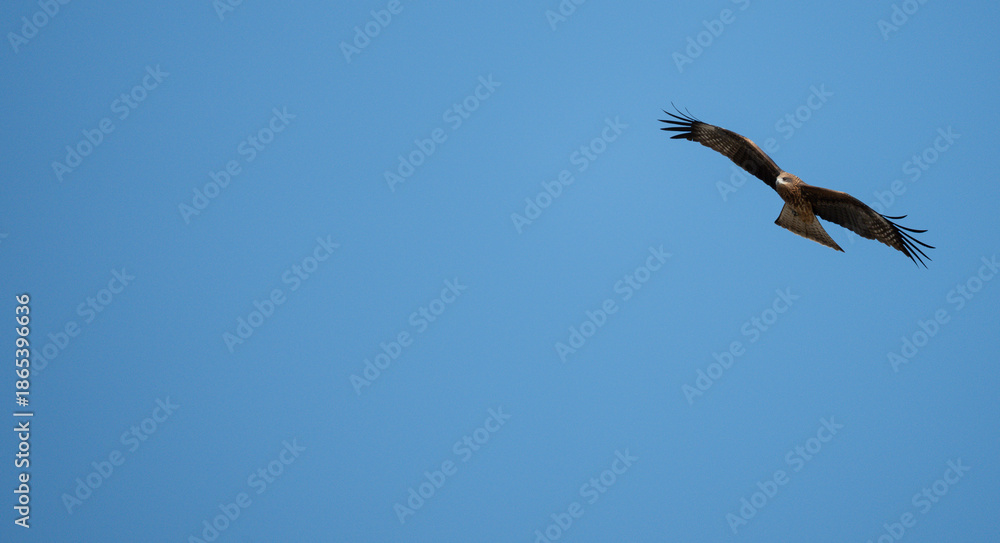 Obraz premium 空を飛ぶトビ