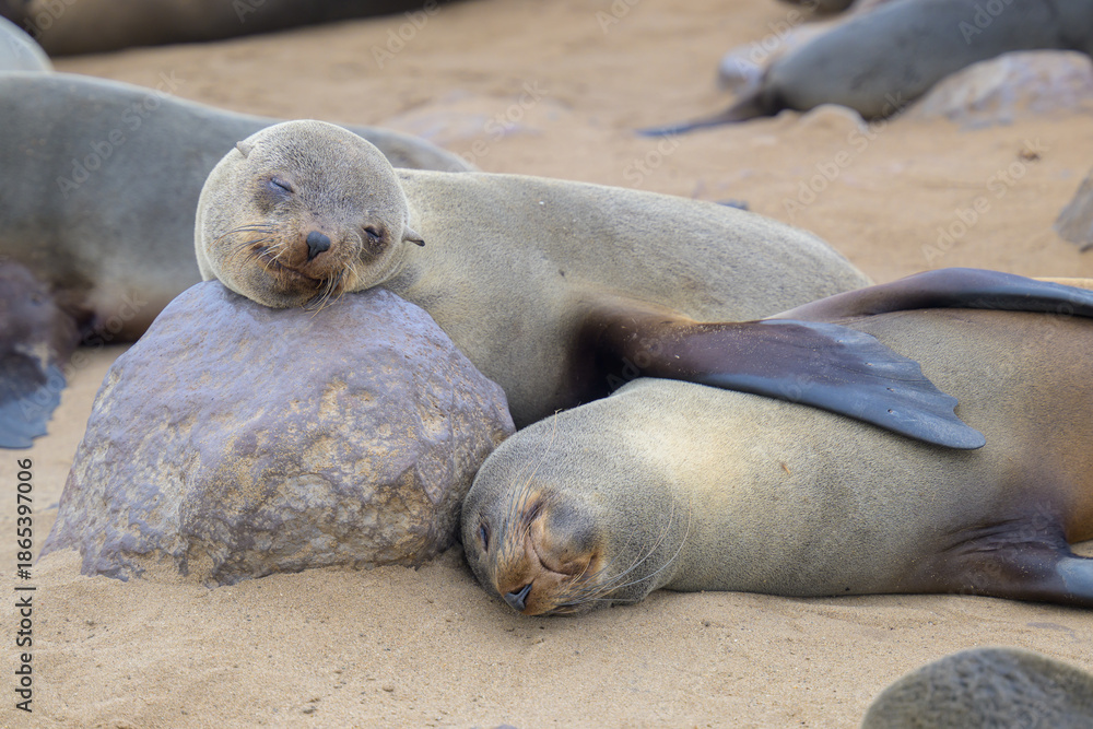 Fototapeta premium Seals on the beach