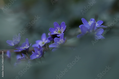 anemone hepatica in primavera nel bosco
