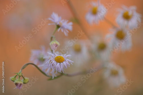 crisantemo selvatico in inverno al tramonto
