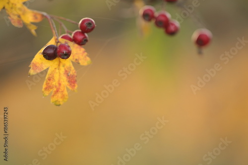 bacche di biancospino al tramonto