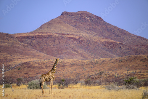 Canvas Print giraffe in the savannah