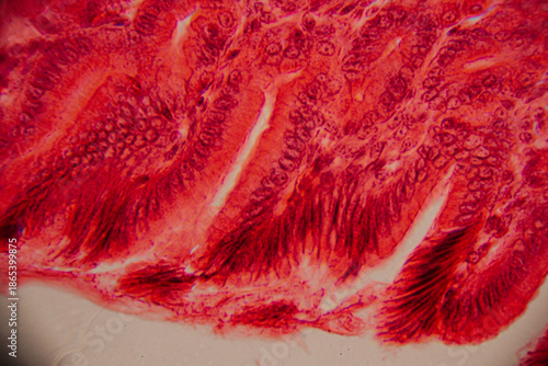 Foto Microscopic view of intestinal villi showing elongated outgrowths and red-stained cellular structure