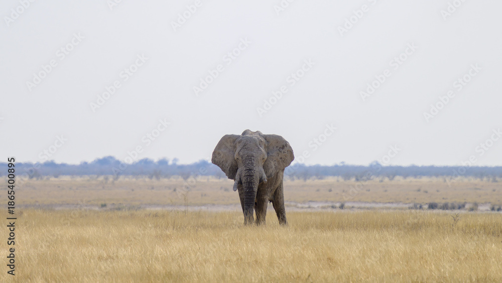 Obraz premium elephant in grass