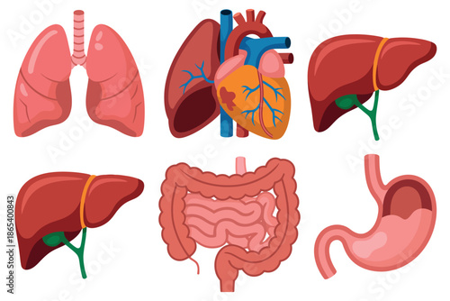 An illustration of human internal organs including lungs, heart, liver, stomach, and intestines.