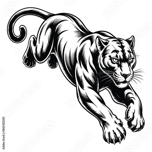 Black panther tiger wild cat jumping predator with open mouth and bared fangs on white background vector illustration in vintage style black and white