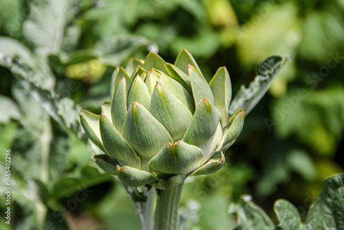 Konstfotografi Closeup of artichoke in garden
