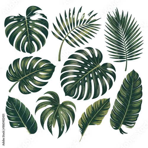 Tropical leaves collection of monstera palm and banana leaf foliage botanical nature decoration plant design jungle paradise vacation summer beauty