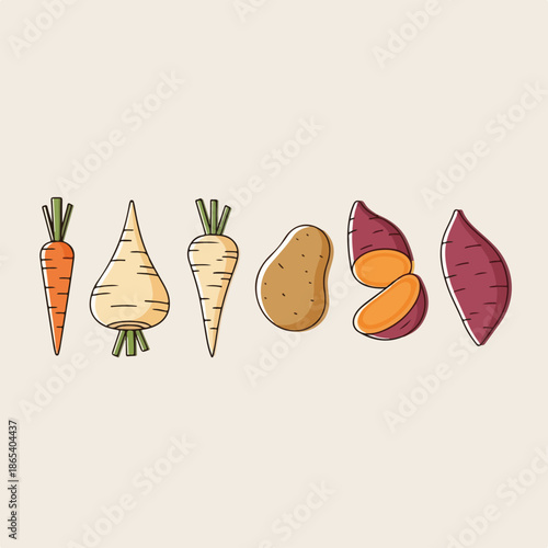 Root vegetables illustration features carrots, parsnips, potatoes, sweet potatoes on light background. Diverse root vegetables include whole and sliced tubers in flat outline style.