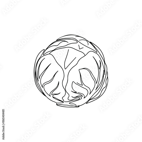Simple cabbage drawing, fresh organic vegetable outline for healthy eating. Illustration highlights natural leaf texture, round form, great visual for cooking.