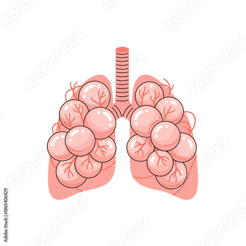 Detailed Alveoli Anatomy Vector Illustration of Human Lung Air Sacs for Respiratory System Medical Education